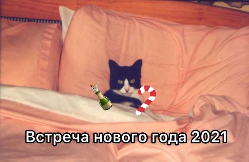 Кот в кровати под одеялом