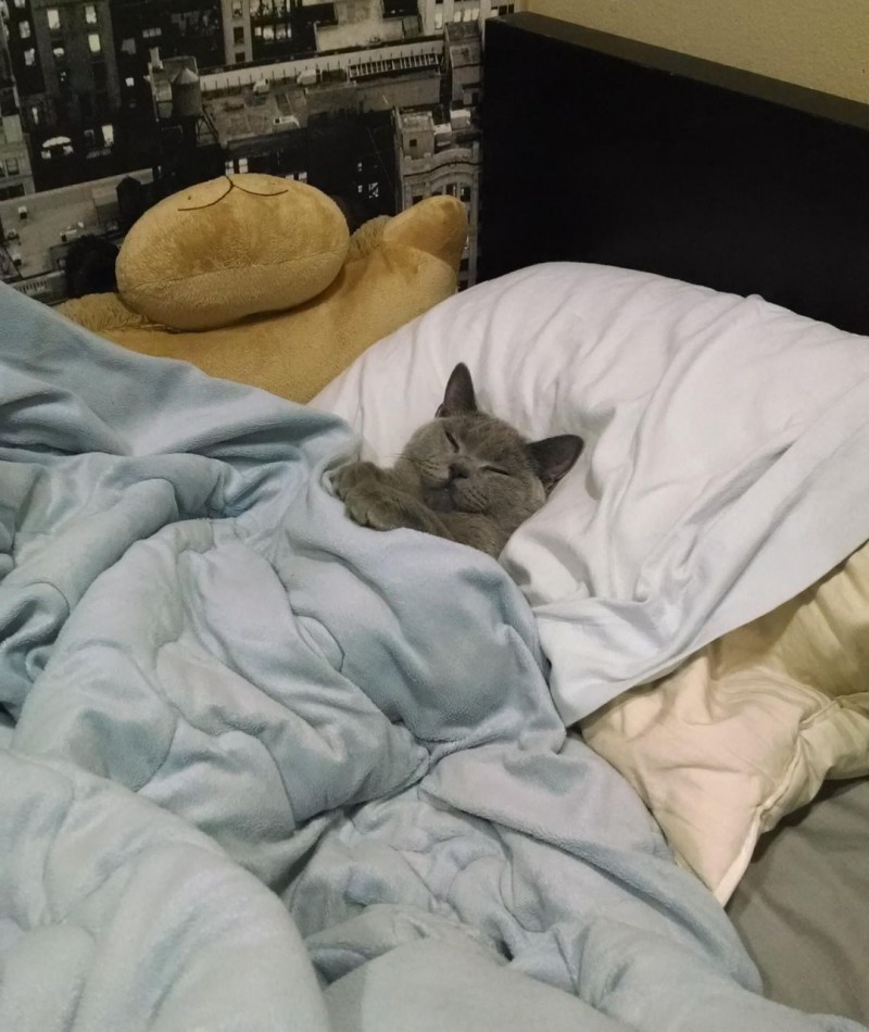 Кот в кровати под одеялом