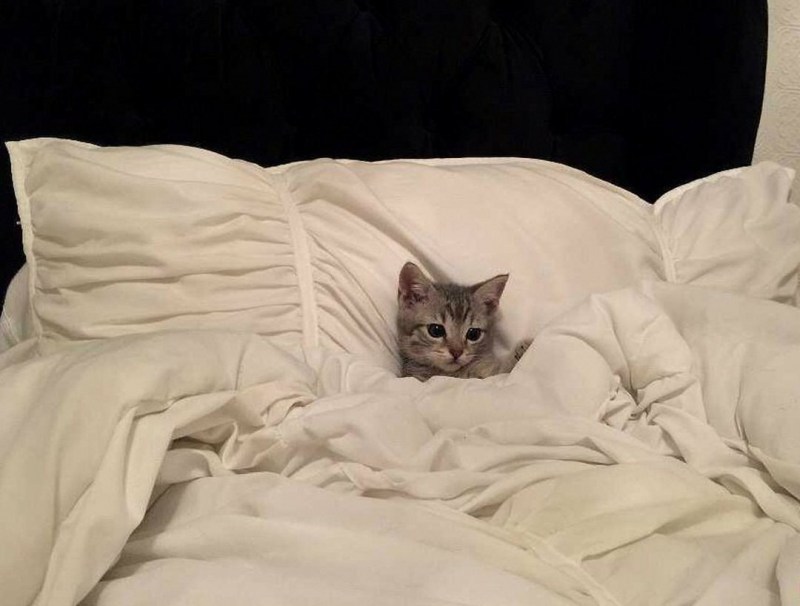 Кот в постели