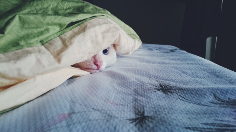 Котенок под одеялом