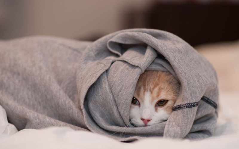 Кошка в одеяле