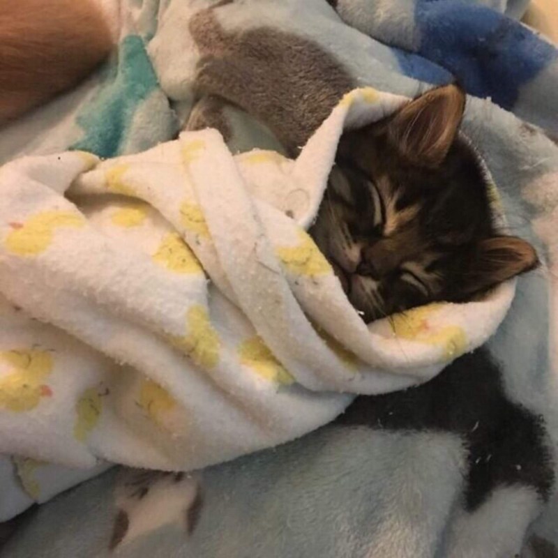 Котенок под одеялом