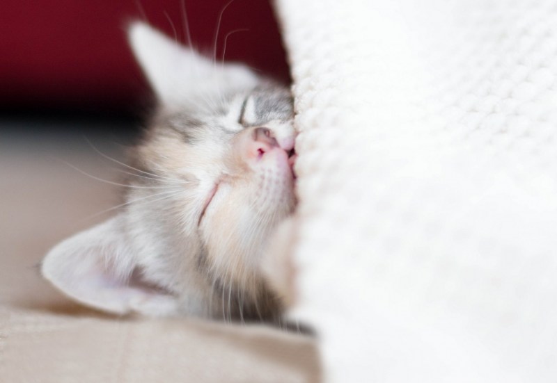 Котенок спит