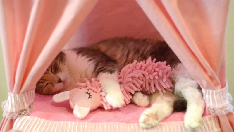 Котенок в кроватке