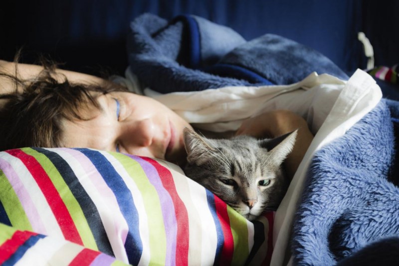 Кот под одеялом