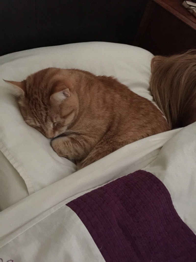 Котик спит в кроватке