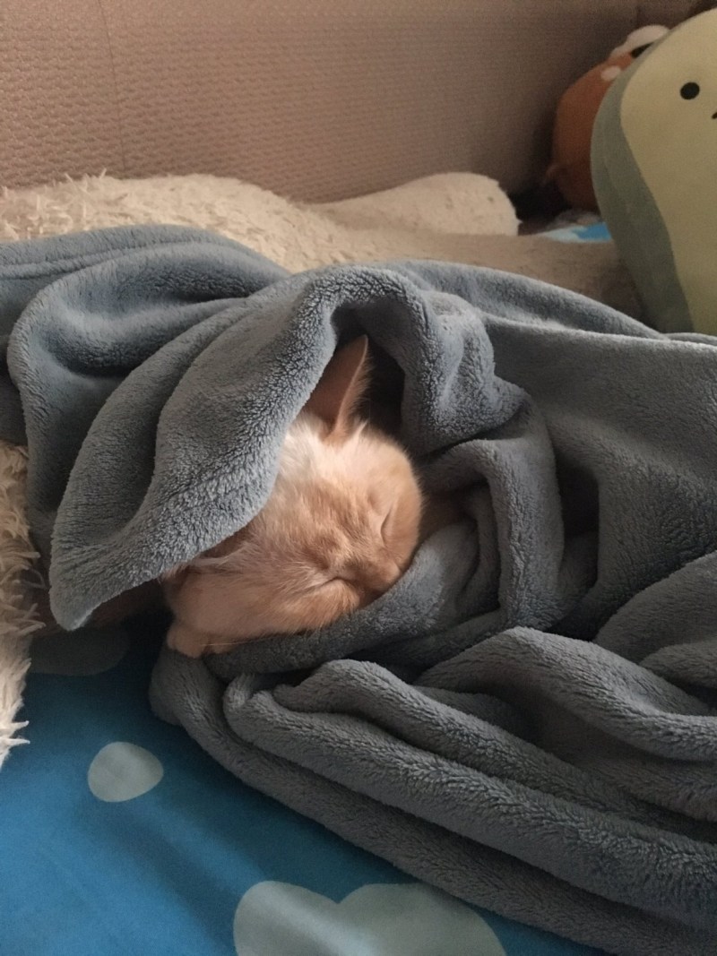 Кот под одеялом