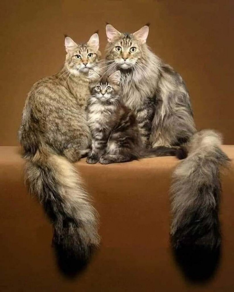 Кот и кошка Мейн кун