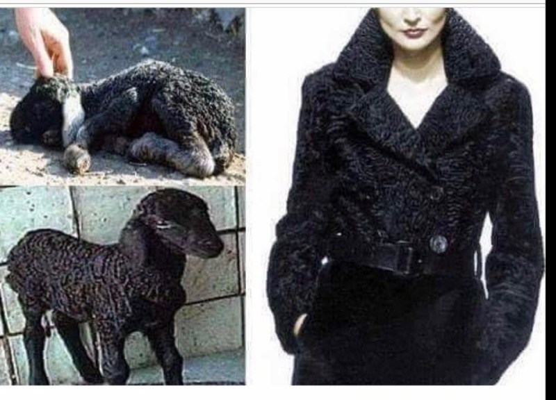 Сфинкс Корниш рекс