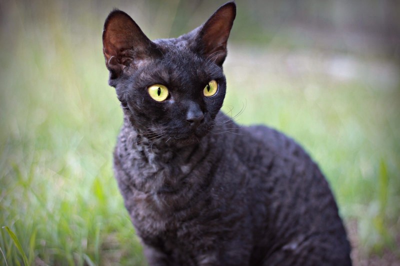 Корниш рекс кошка рыжая