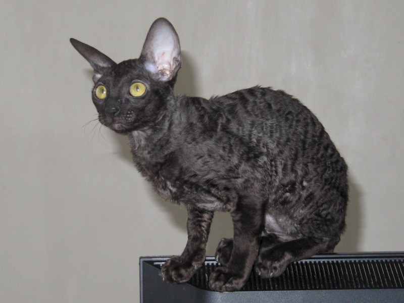 Корниш рекс черная сепия