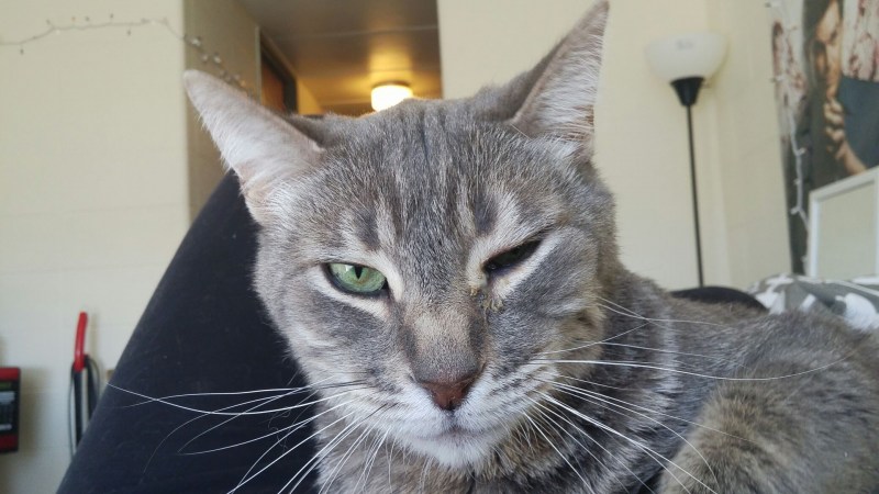 У котенка опухла нижняя губа