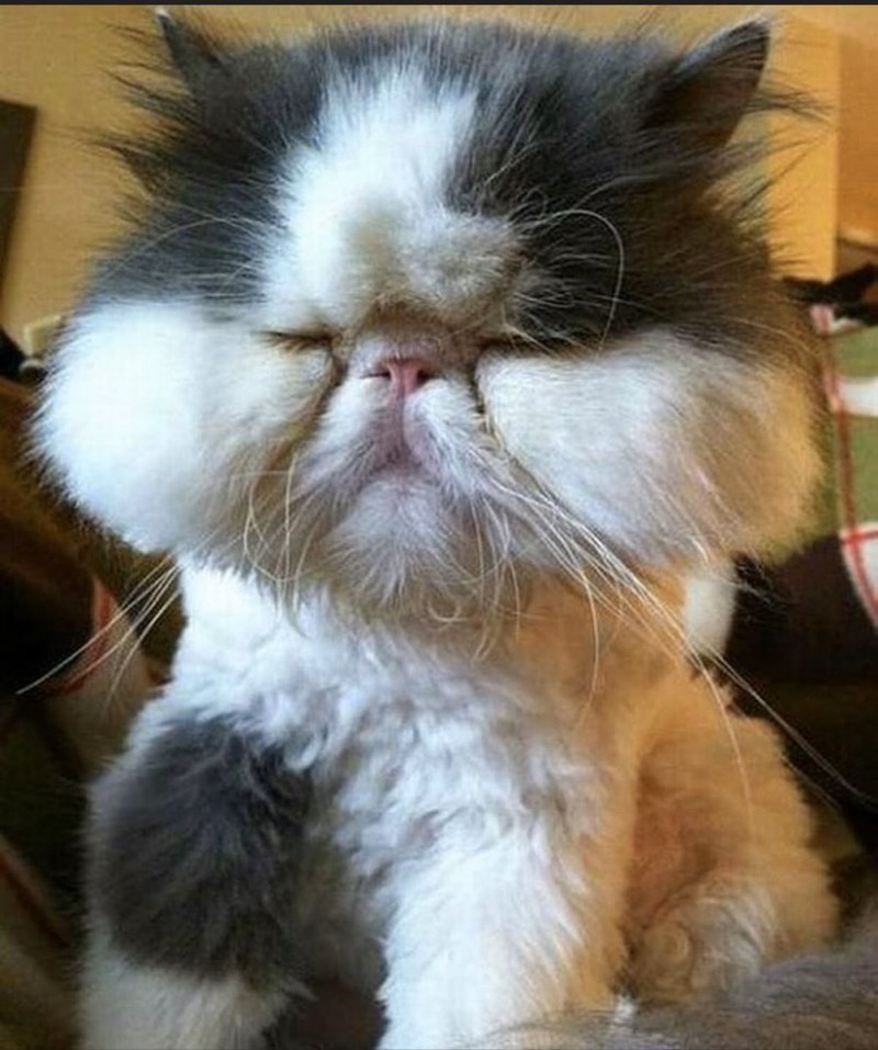 Укотаопухла нижняя селюсть