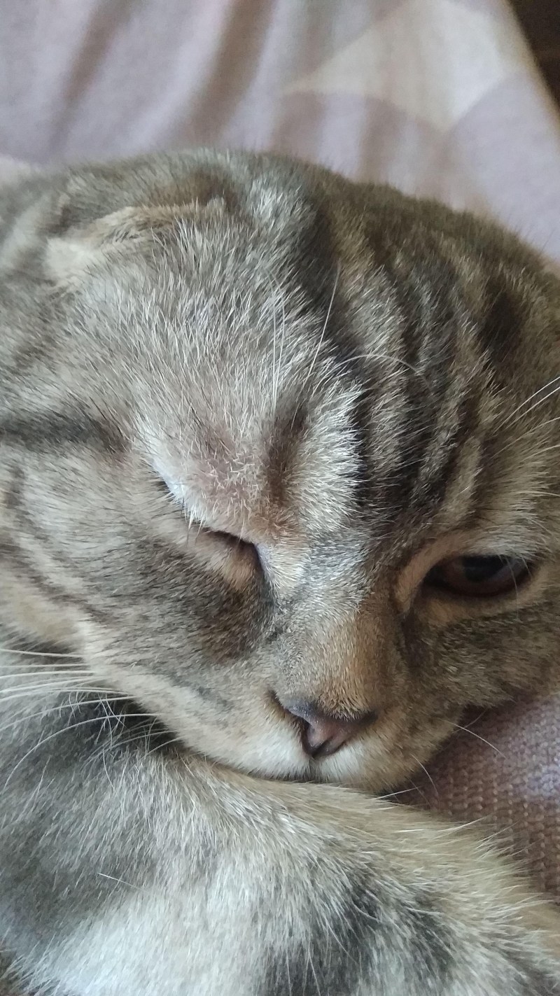 Опухоль переносицы у кота