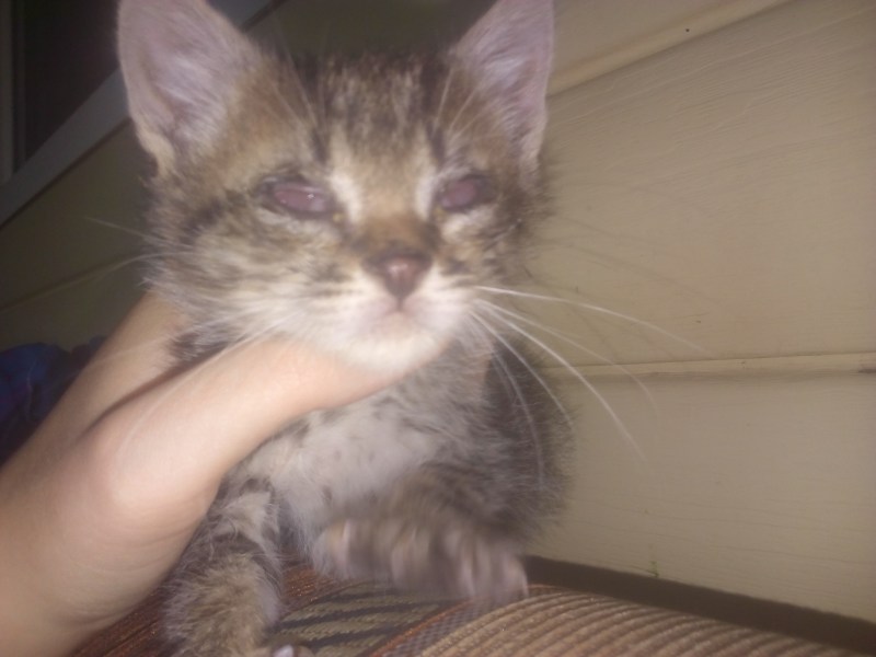 У котенка на губе шишка
