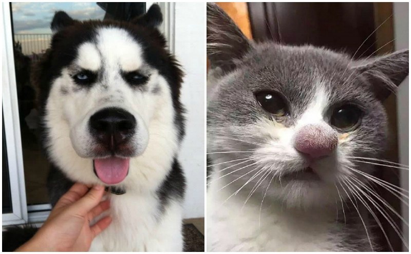 У кошки распухла нижняя губа