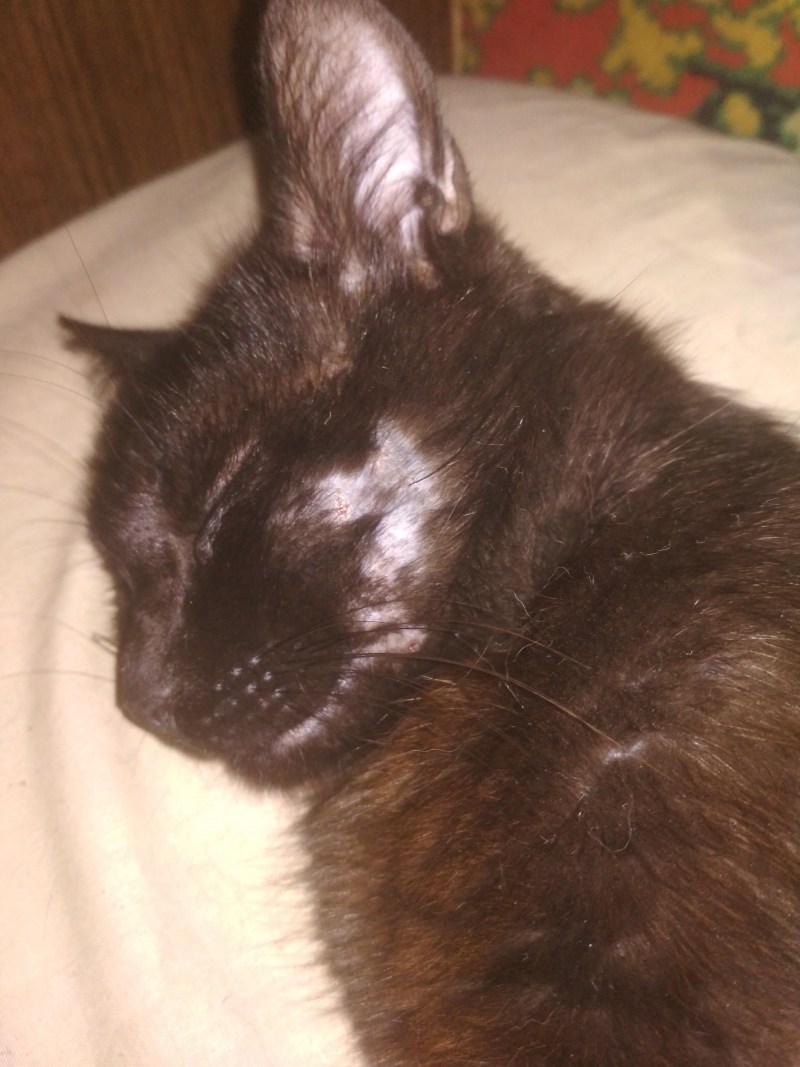 Укотаопухла нижняя селюсть