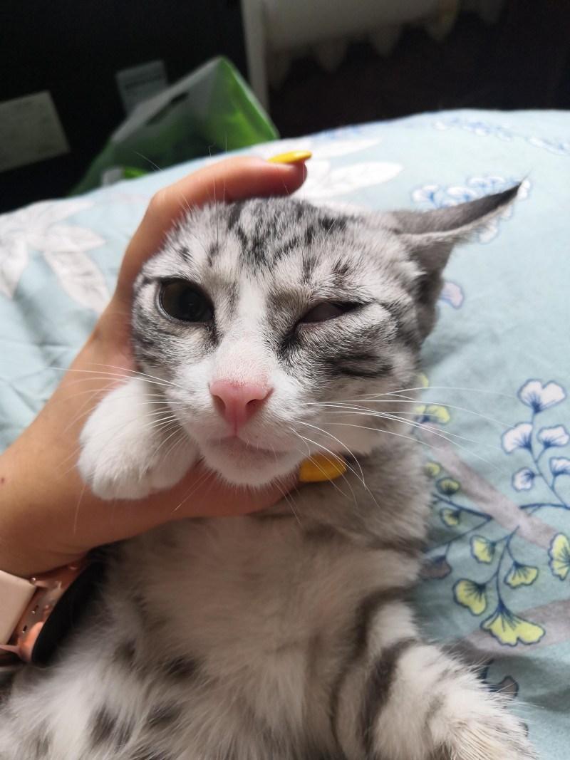 Кот съел осу