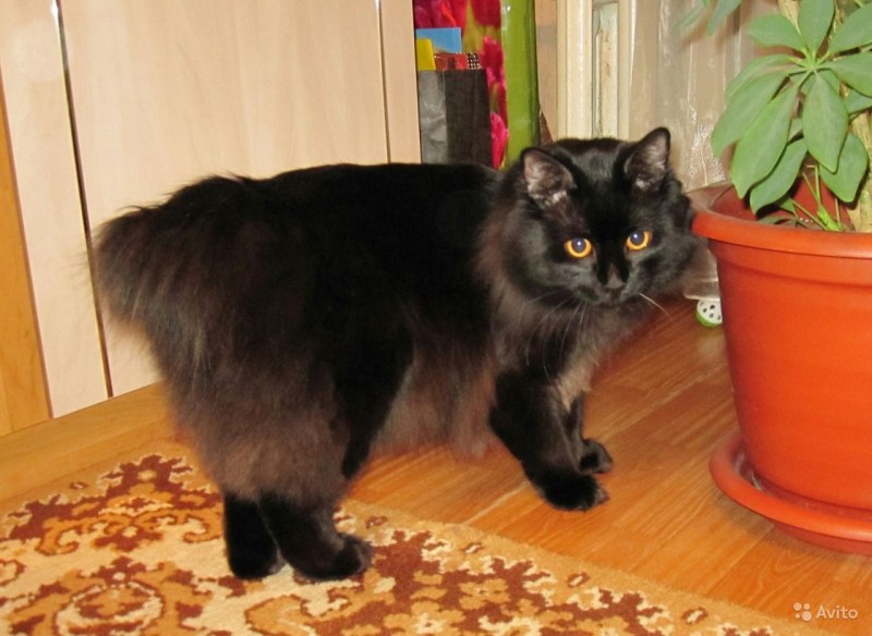 Кот Курильский бобтейл черный