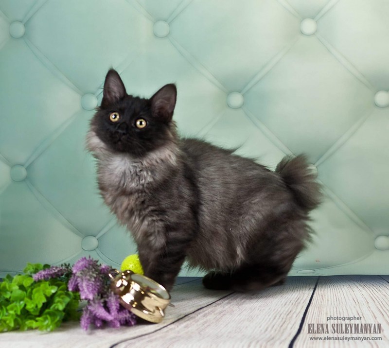 Котенок бобтейл черный