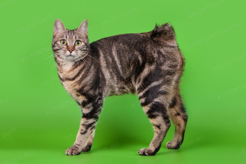 Фото черная кошка без хвоста