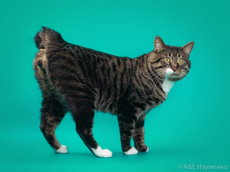 Котенок бобтейл черный