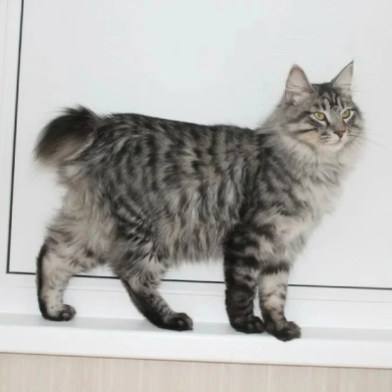Котята курильского бобтейла в Кирове