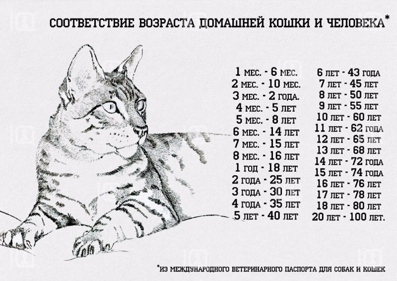 Жизнь кошек по человеческим - картинки и фото koshka.top