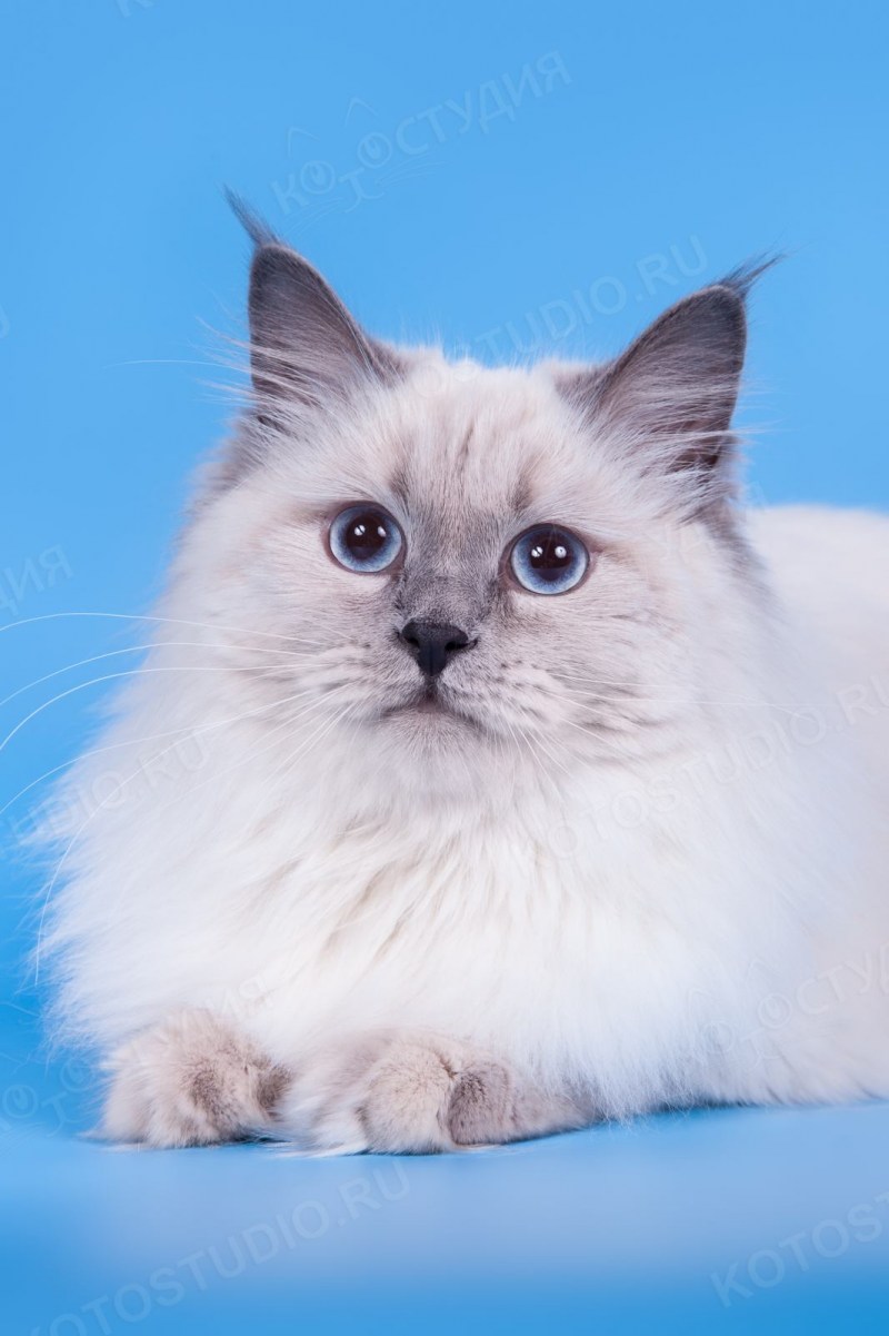 Невская маскарадная кошка