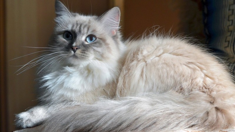 Невская маскарадная кот