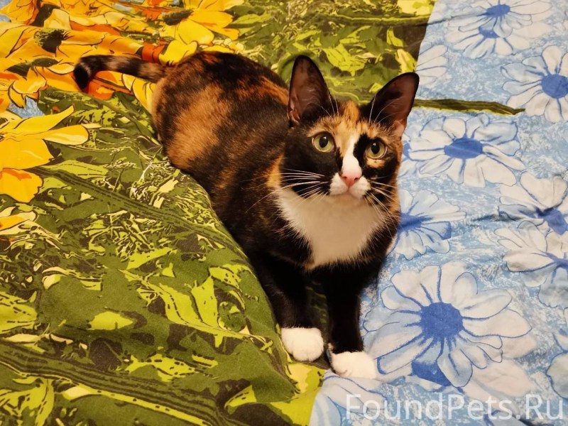Кошка пропала черепаховая