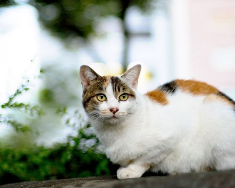 Трехцветный кот