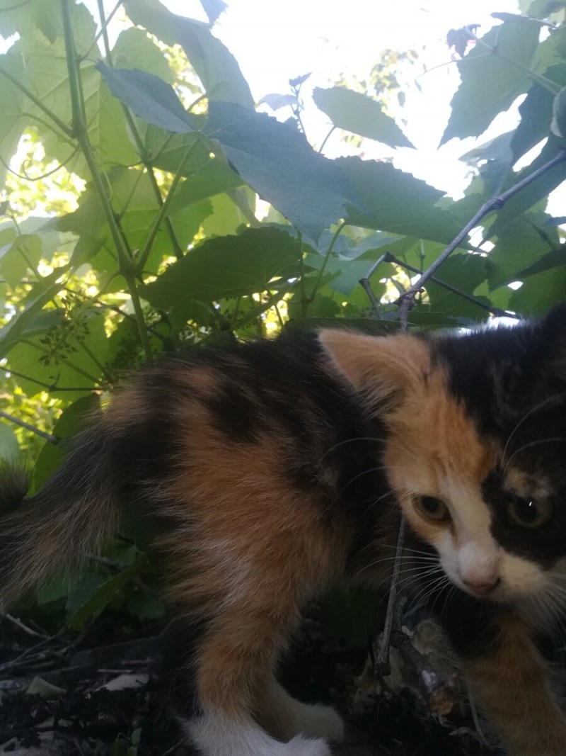 Кот трехцветный бывает