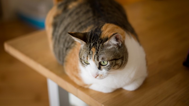 Толстая трёхцветная кошка