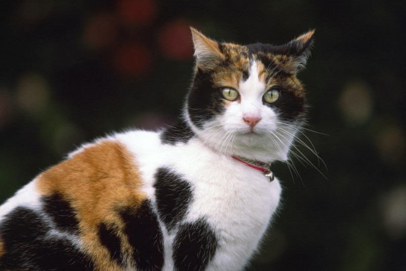 Уличный трехцветный кот