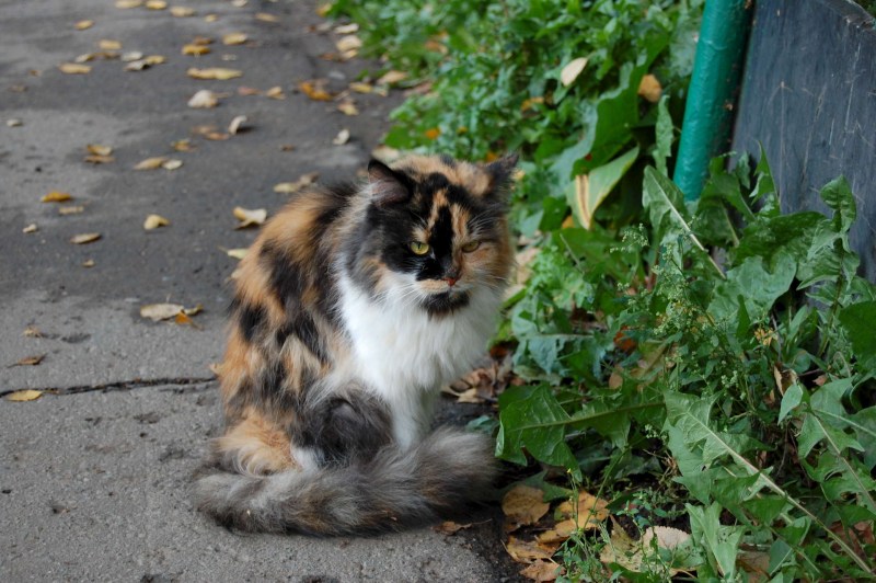 Трёхцветная кошка пришла в дом