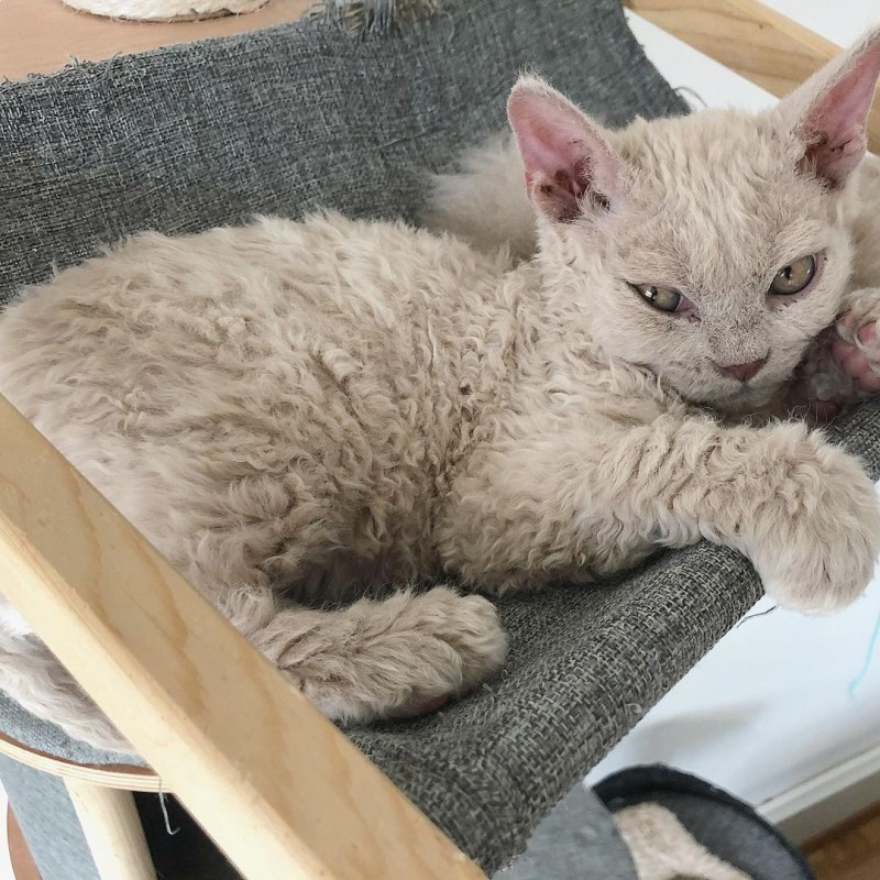 Selkirk Rex порода кошек