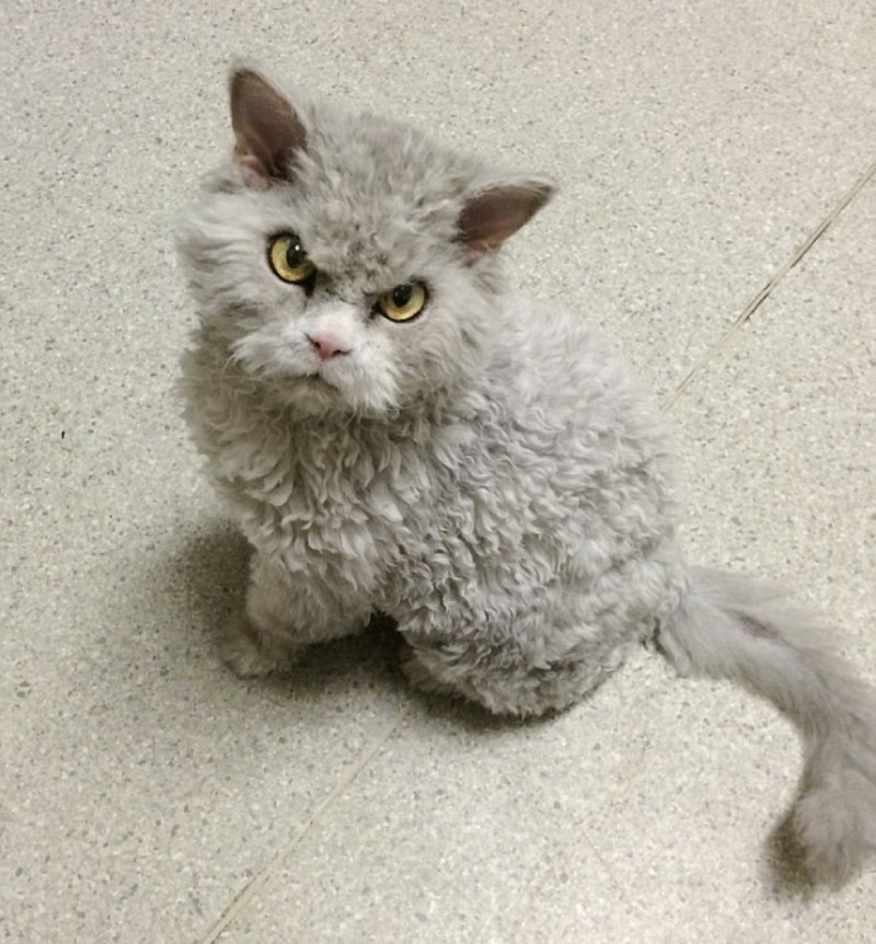 Кот Селкирк рекс
