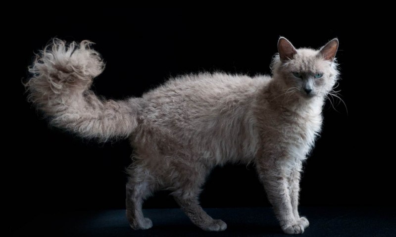 Лаять кошка шерсть