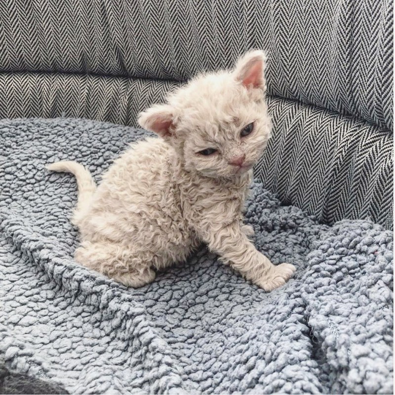 Коты рекс богемский