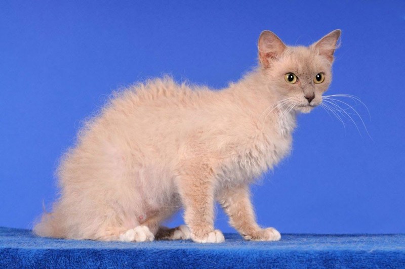 Коты Селкирк рекс