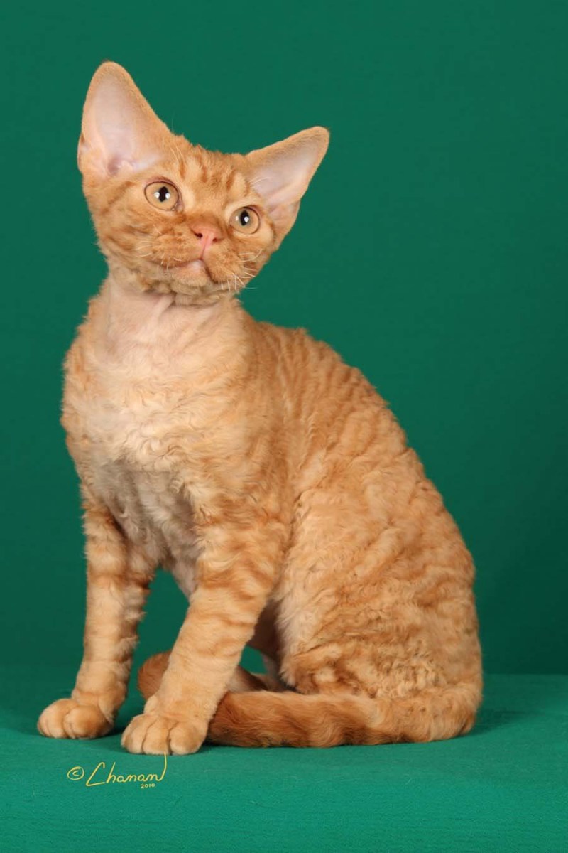 Кот Селкирк рекс