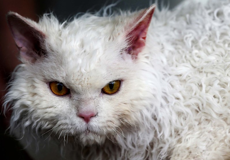 Овечьи кошки