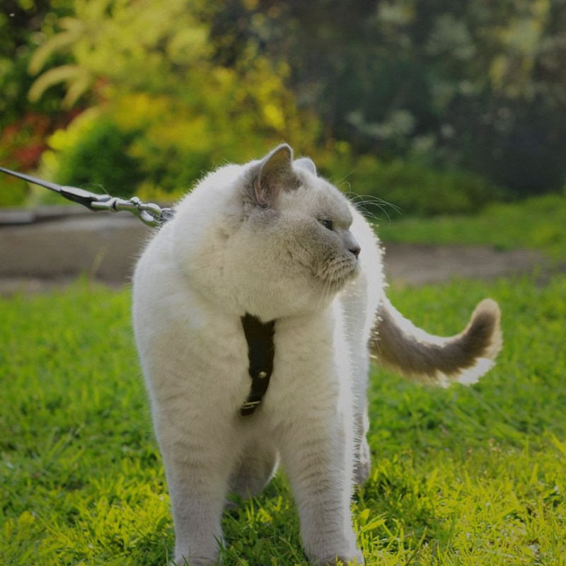 Кошка носит. Спокойствие кот. Ветеринар с кошкой. New Zealand Cats.