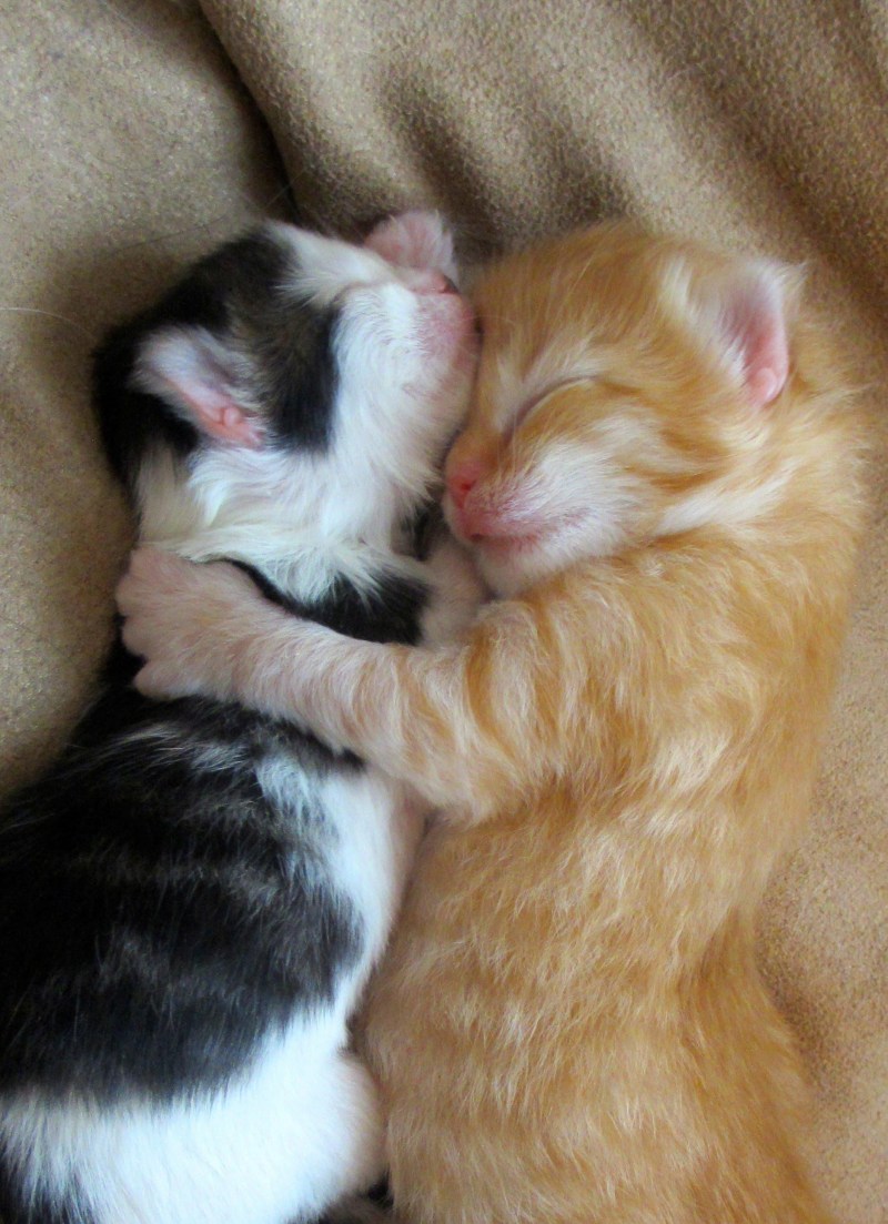 Котенок обнимает