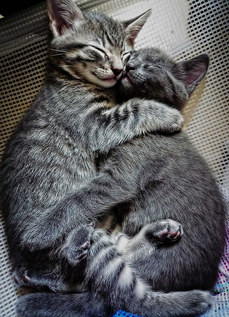 Кошки обнимашки