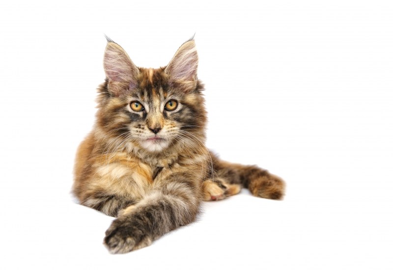 Котята Мейн кун