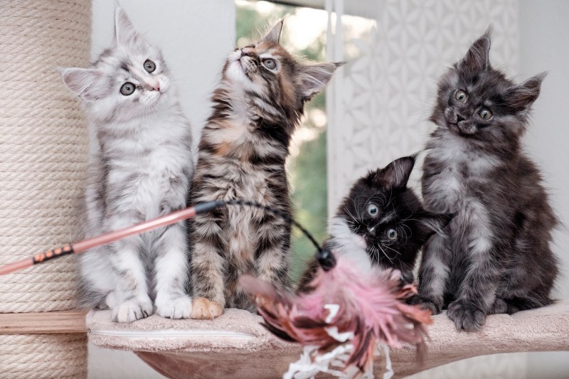 Котята Мейн кун