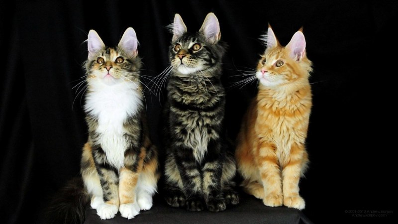 Кот Мейн кун