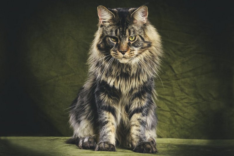 Кошки Мейн куны